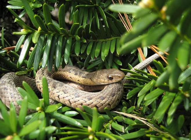 snake，snake战队