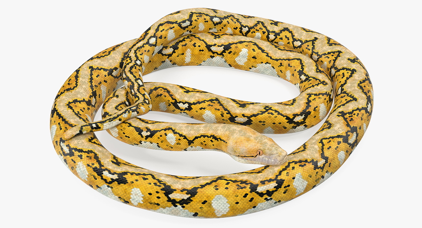 snake，snake战队